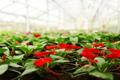 Many pots with fresh blooming flowers in greenhouse