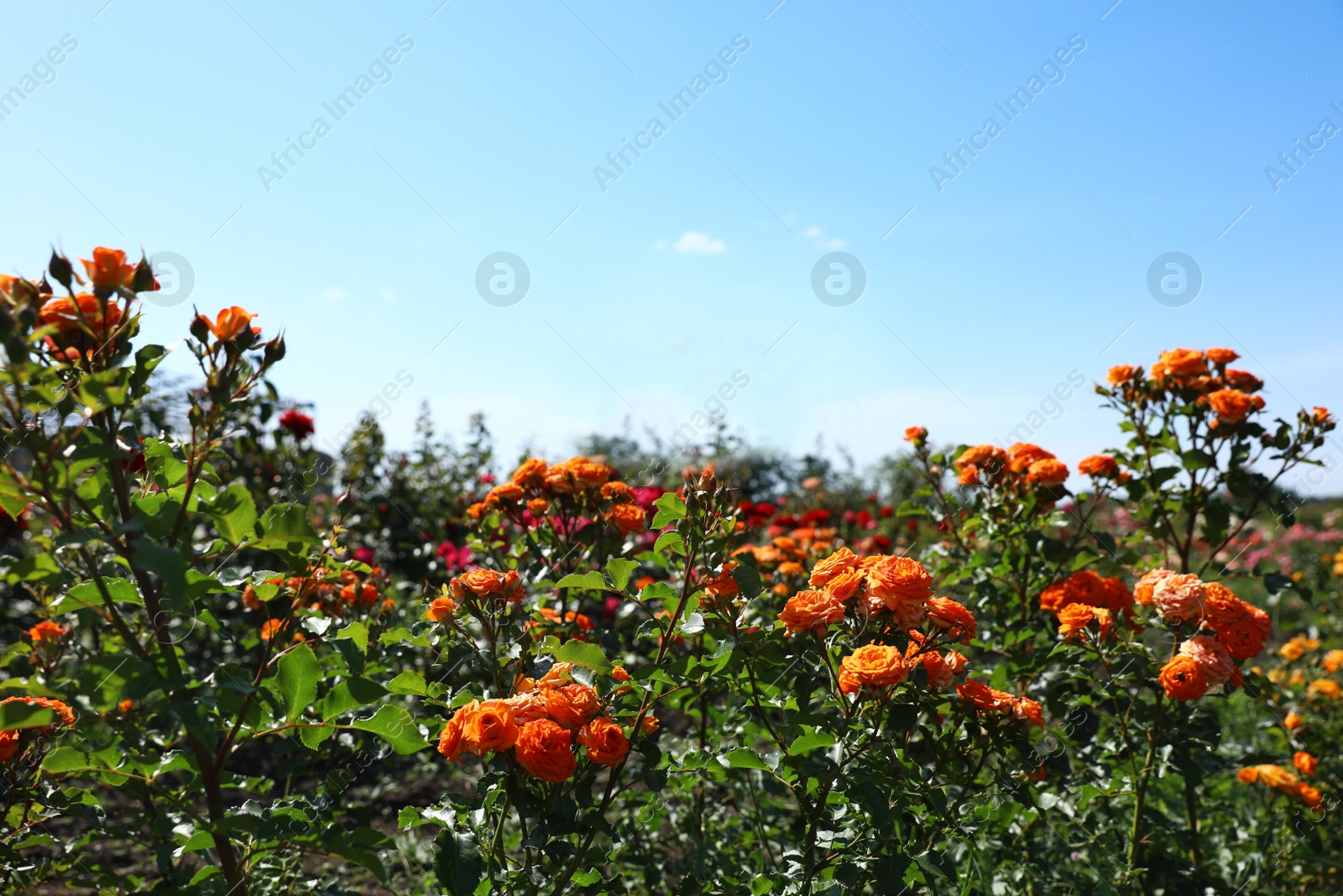 Photo of Bushes with beautiful roses outdoors on sunny day