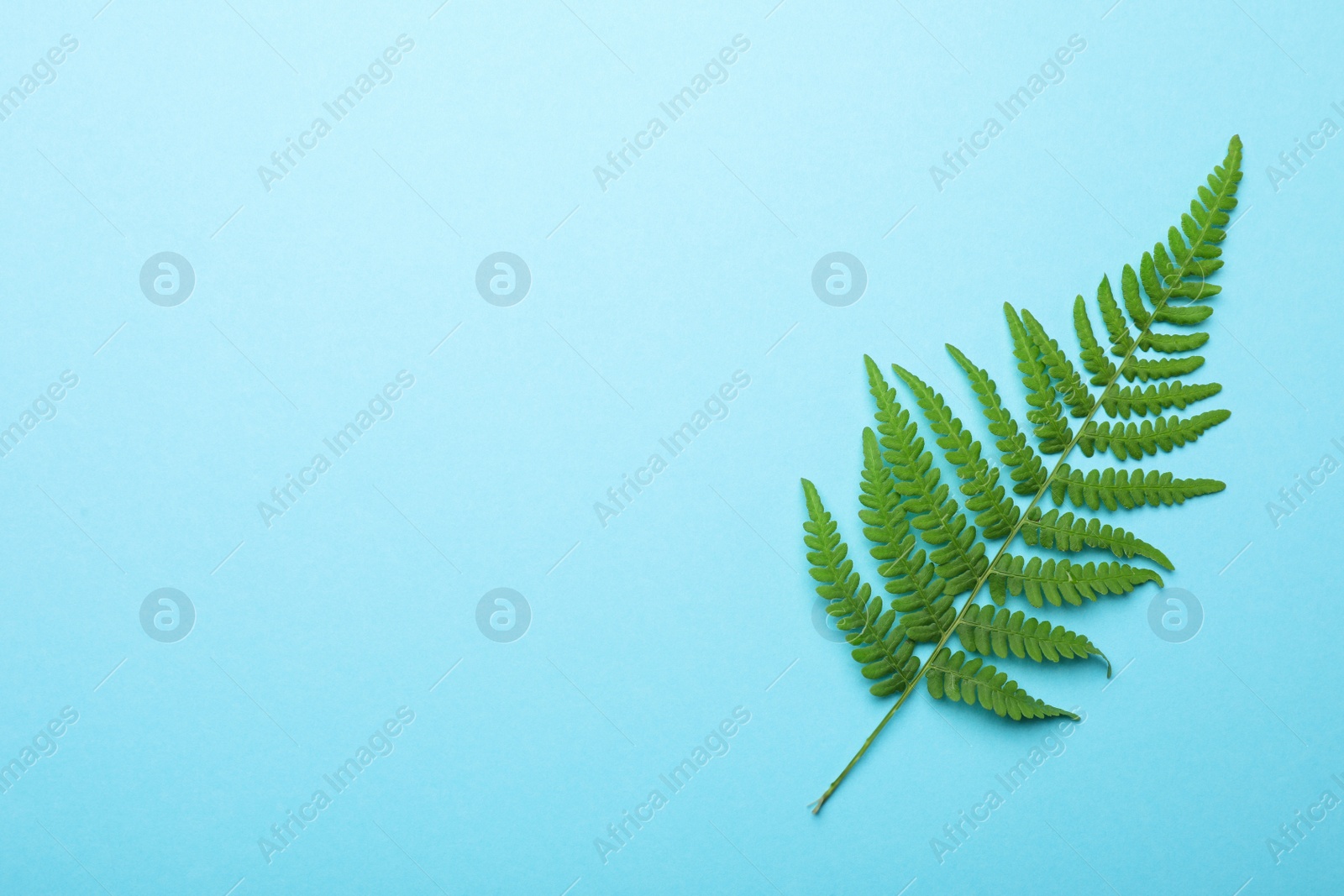 Photo of Beautiful tropical fern leaf on light blue background, top view. Space for text