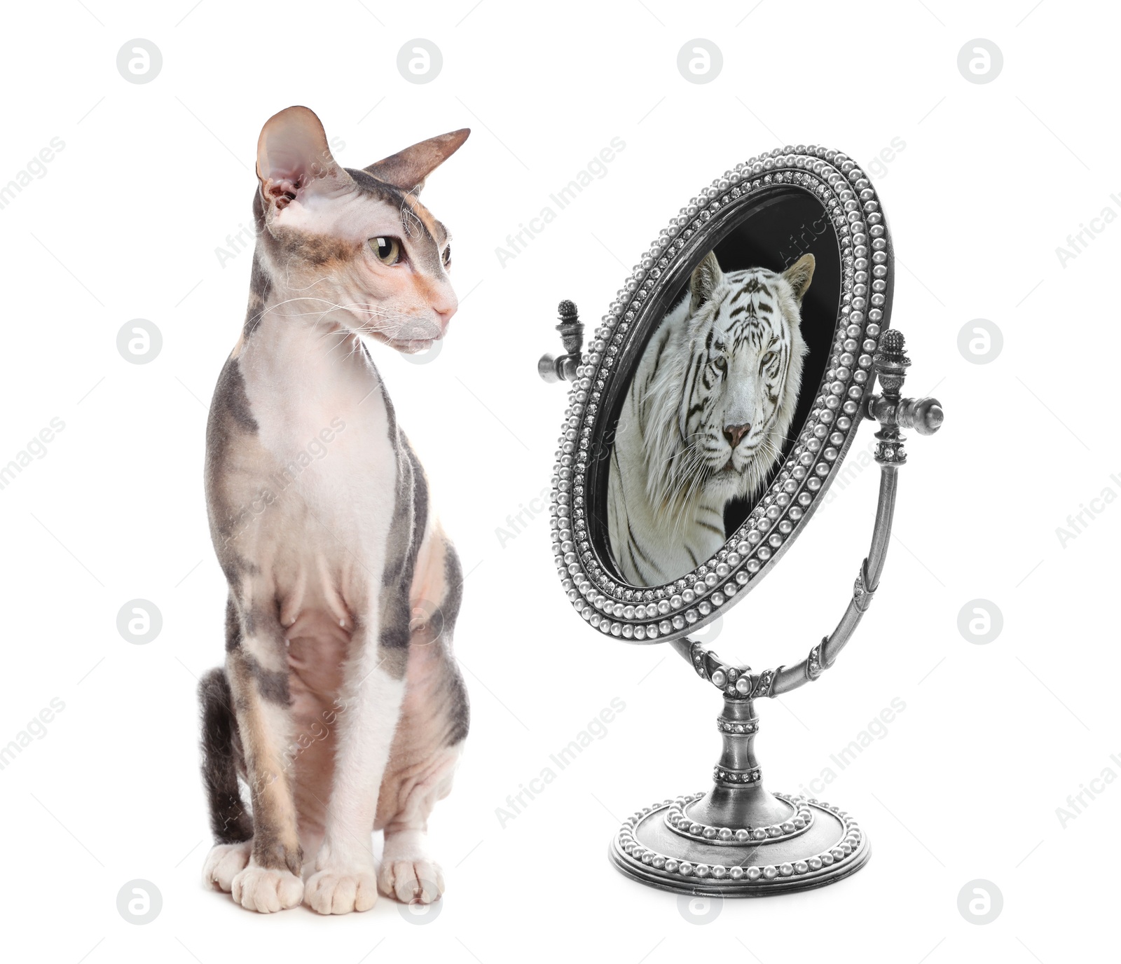 Image of Cute cat looks like tiger into reflection of mirror on white background