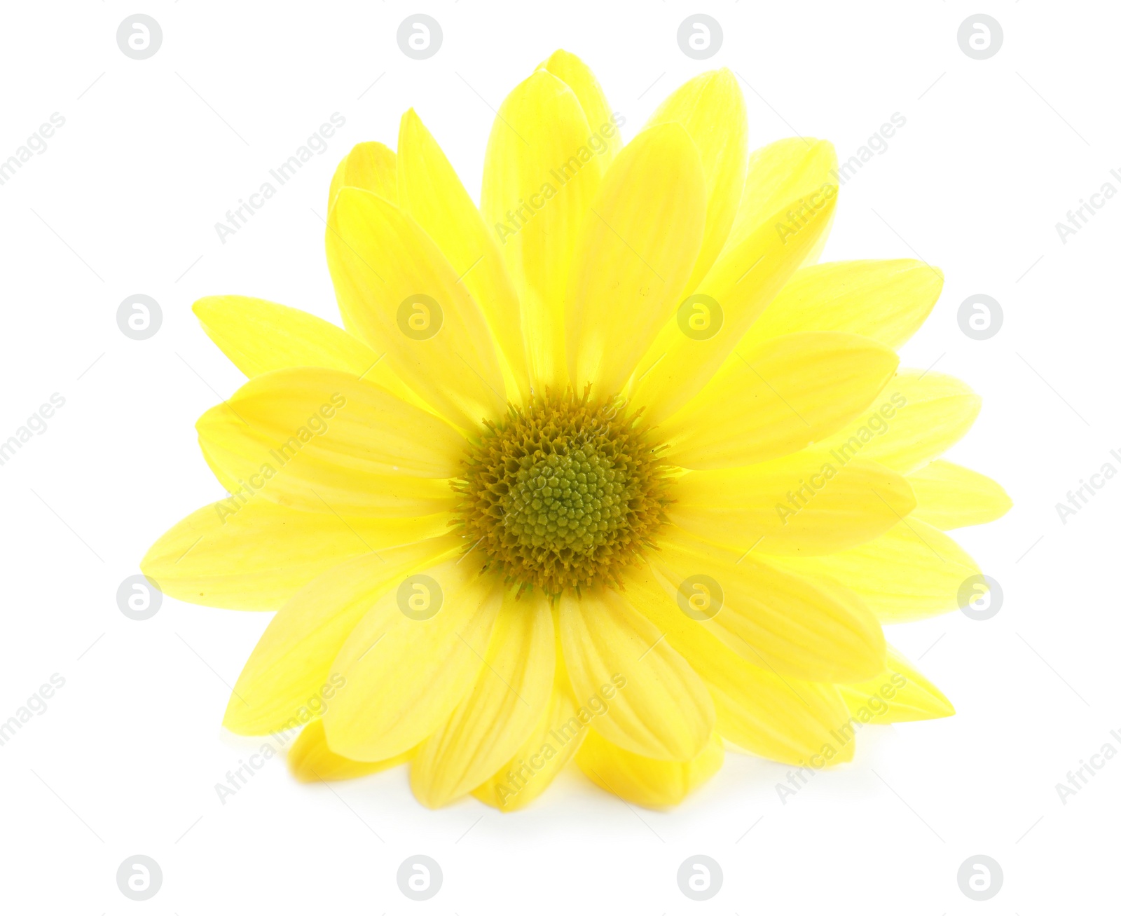 Photo of Beautiful and delicate chamomile flower on white background