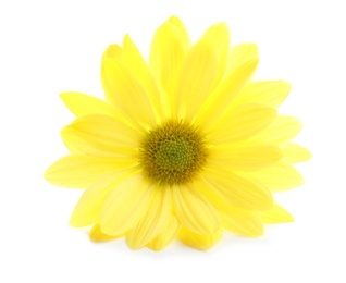 Beautiful and delicate chamomile flower on white background