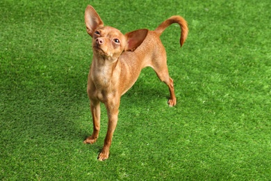 Photo of Cute toy terrier on artificial grass. Domestic dog