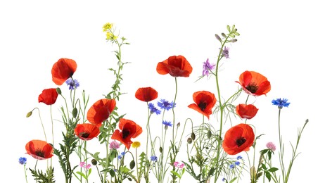 Image of Colorful meadow flowers on white background, banner design