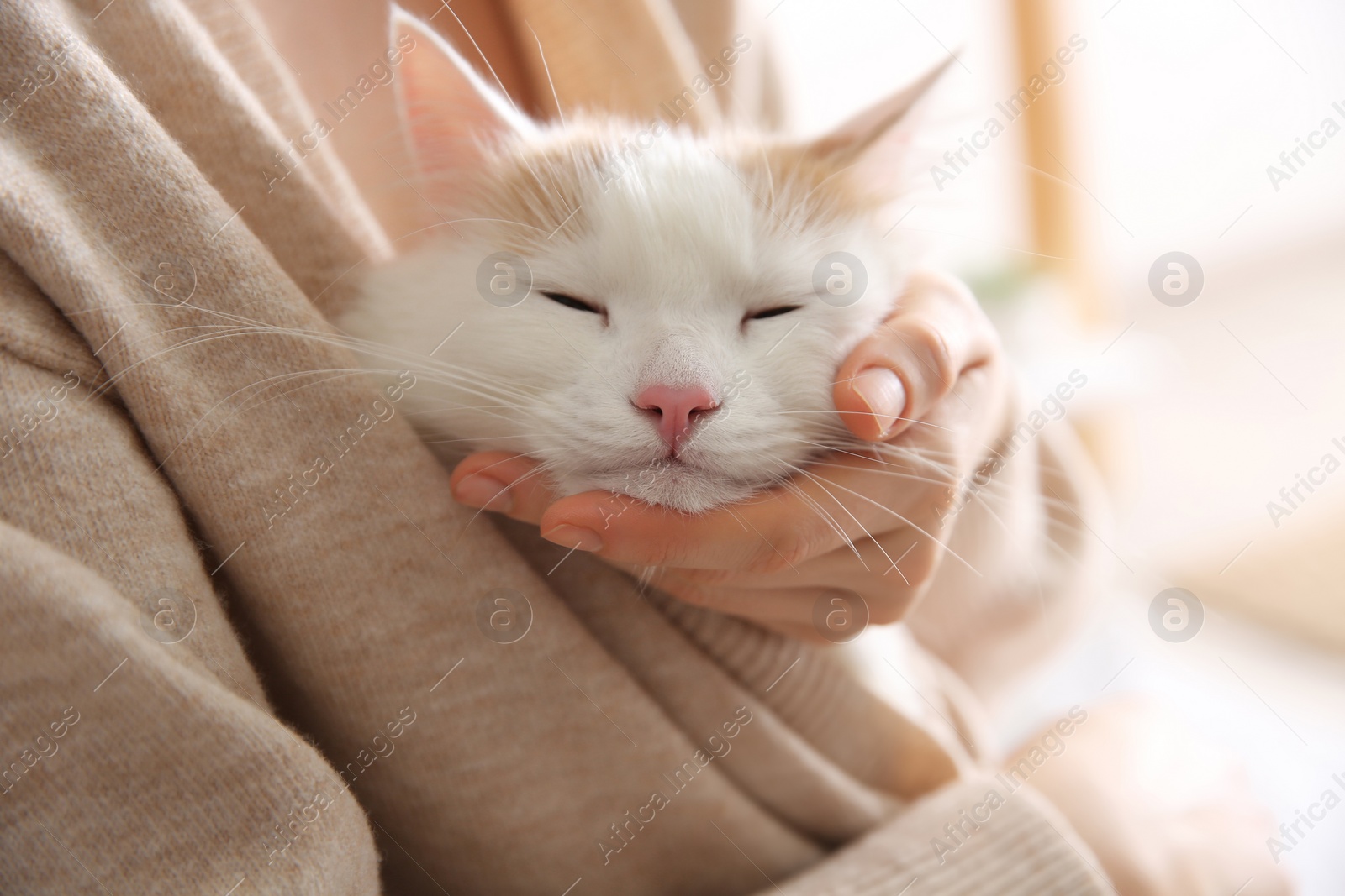 Photo of Woman with cute fluffy cat on blurred background, closeup