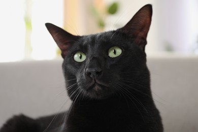 Photo of Adorable black cat with green eyes at home, closeup. Lovely pet