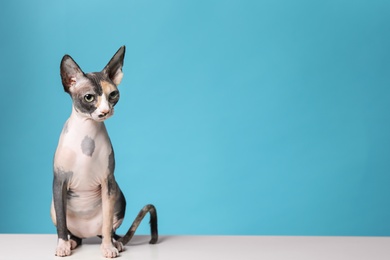 Cute sphynx cat on floor against color background, space for text. Friendly pet