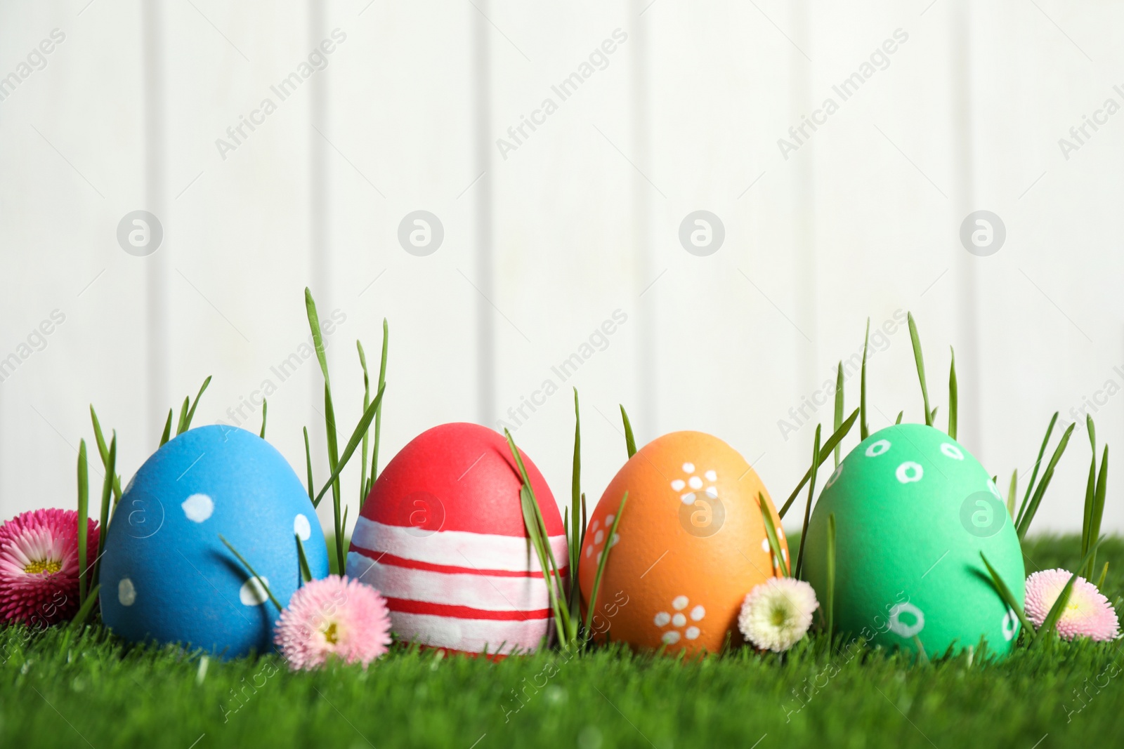 Photo of Colorful Easter eggs and daisy flowers in green grass against white background. Space for text