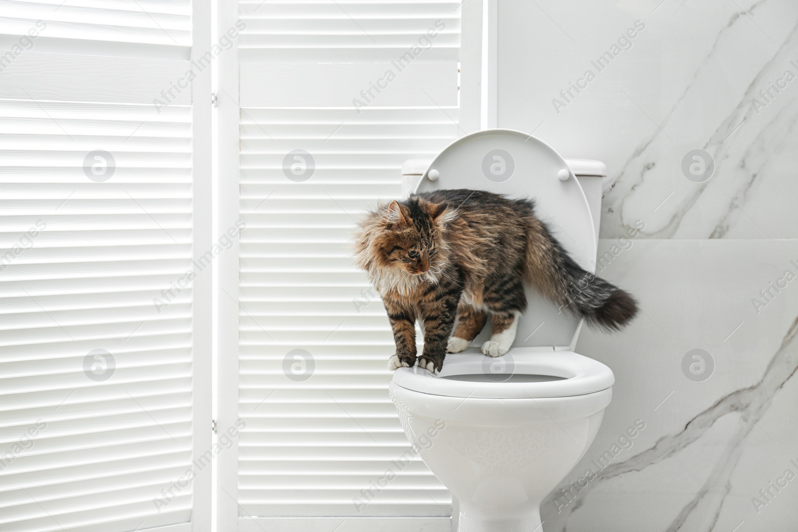 Photo of Cute cat on toilet bowl in bathroom