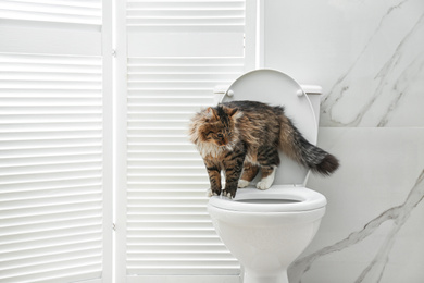 Photo of Cute cat on toilet bowl in bathroom