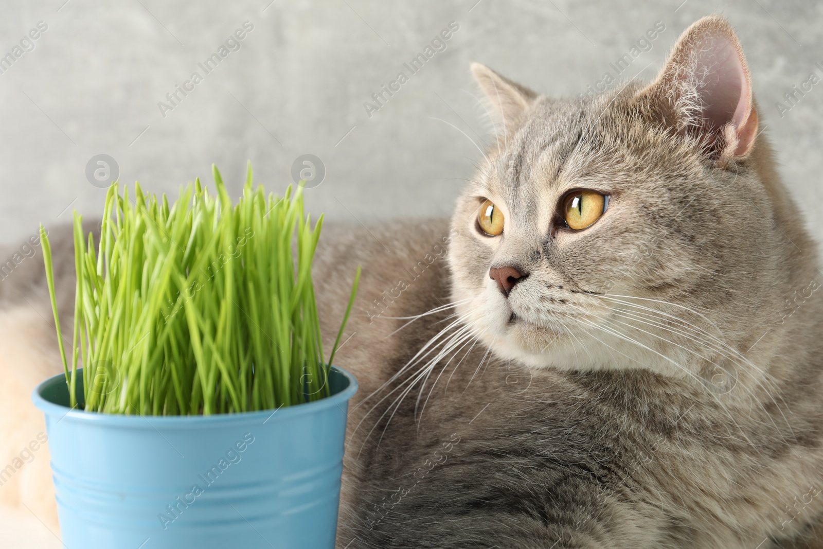 Photo of Cute cat and fresh green grass against grey wall