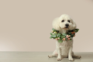 Photo of Adorable Bichon wearing wreath made of beautiful flowers indoors, space for text