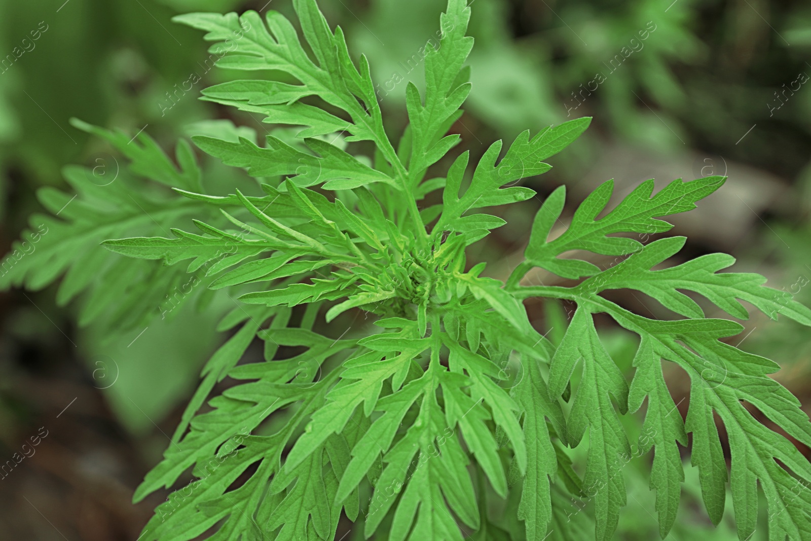 Photo of Ragweed plant (Ambrosia genus) outdoors, closeup. Seasonal allergy