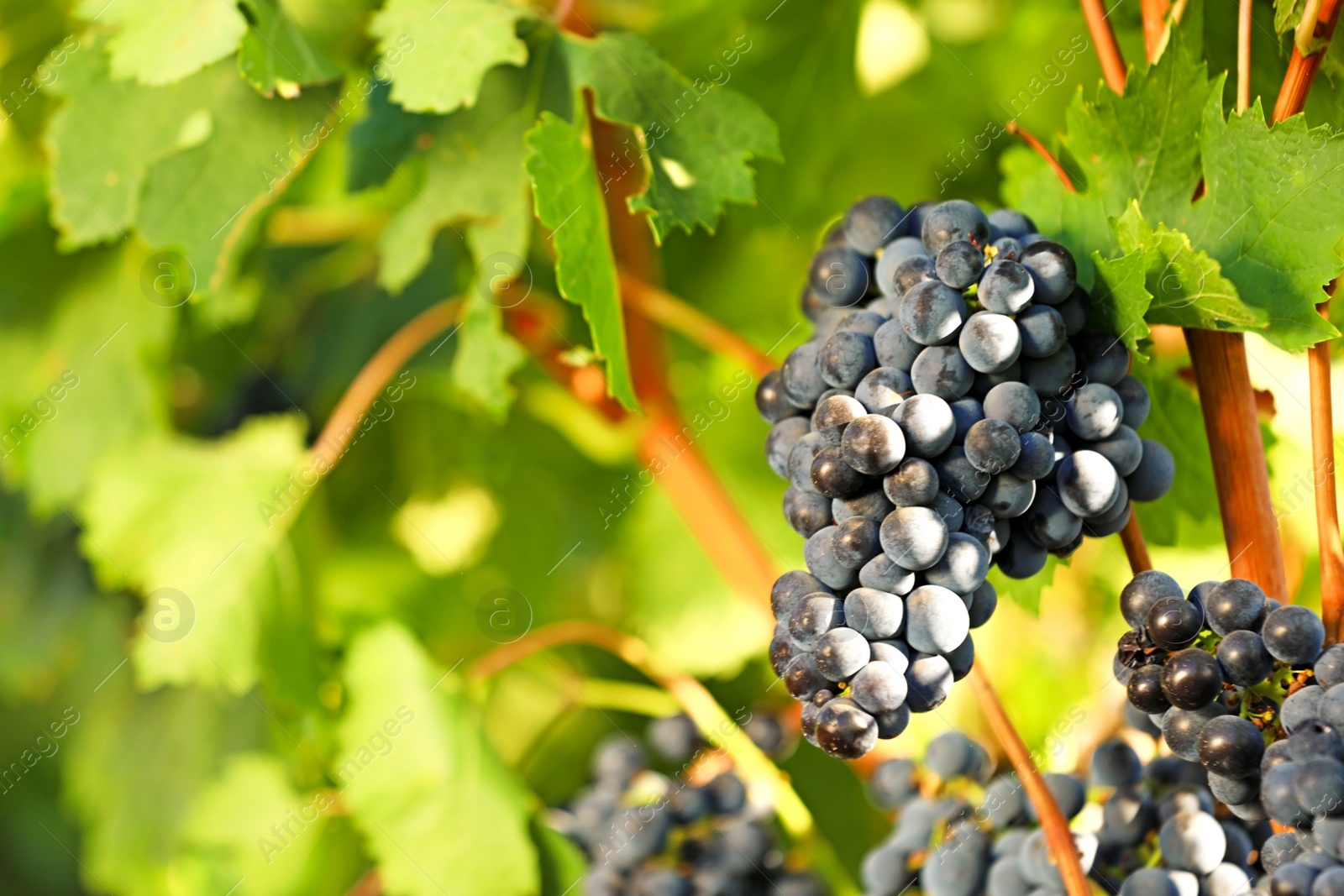 Photo of Fresh ripe juicy grapes growing in vineyard