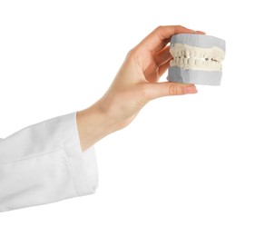 Photo of Doctor holding dental model with jaws on white background, closeup. Cast of teeth