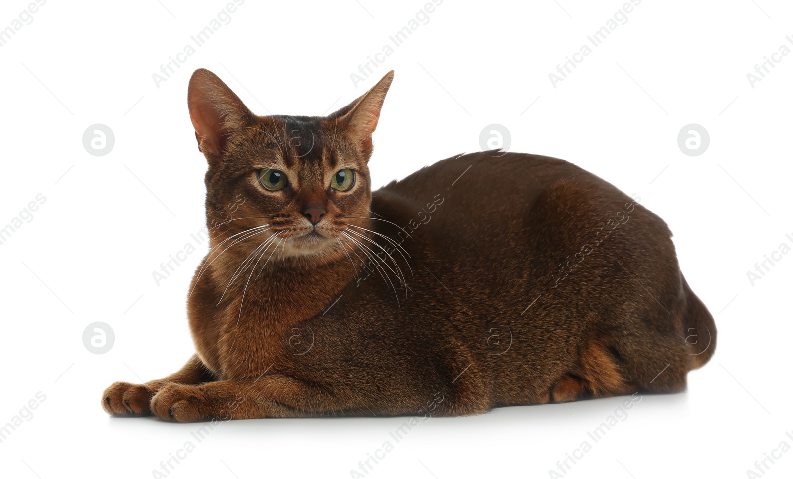 Photo of Beautiful Abyssinian cat on white background. Lovely pet