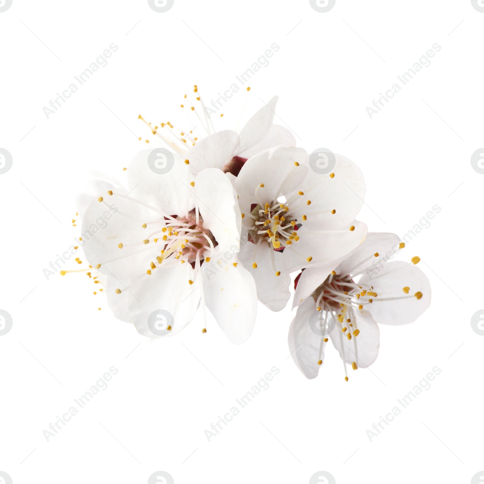 Photo of Beautiful fresh spring flowers on white background