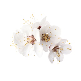 Beautiful fresh spring flowers on white background