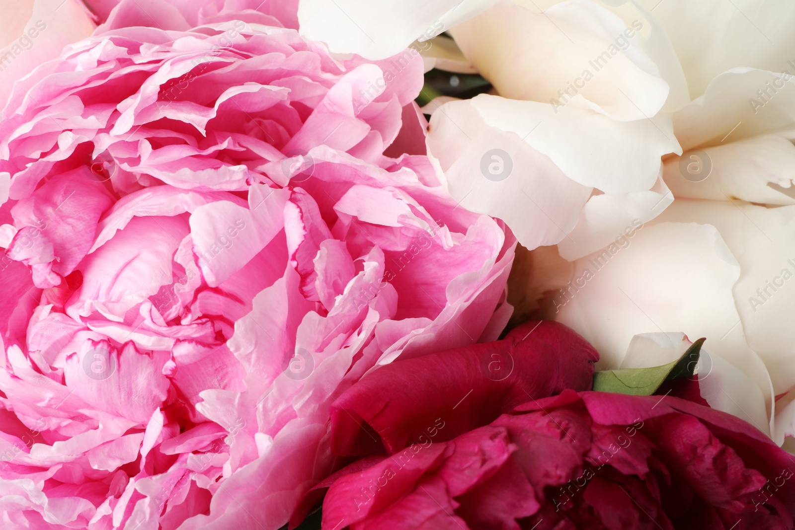 Photo of Closeup view of beautiful fresh peony flowers