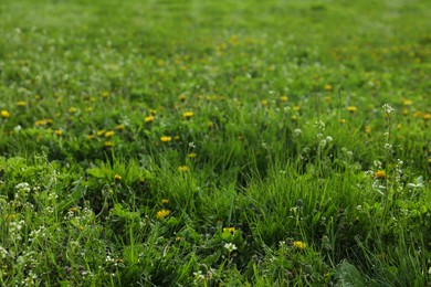 Photo of Lush green grass and beautiful yellow dandelion flowers outdoors