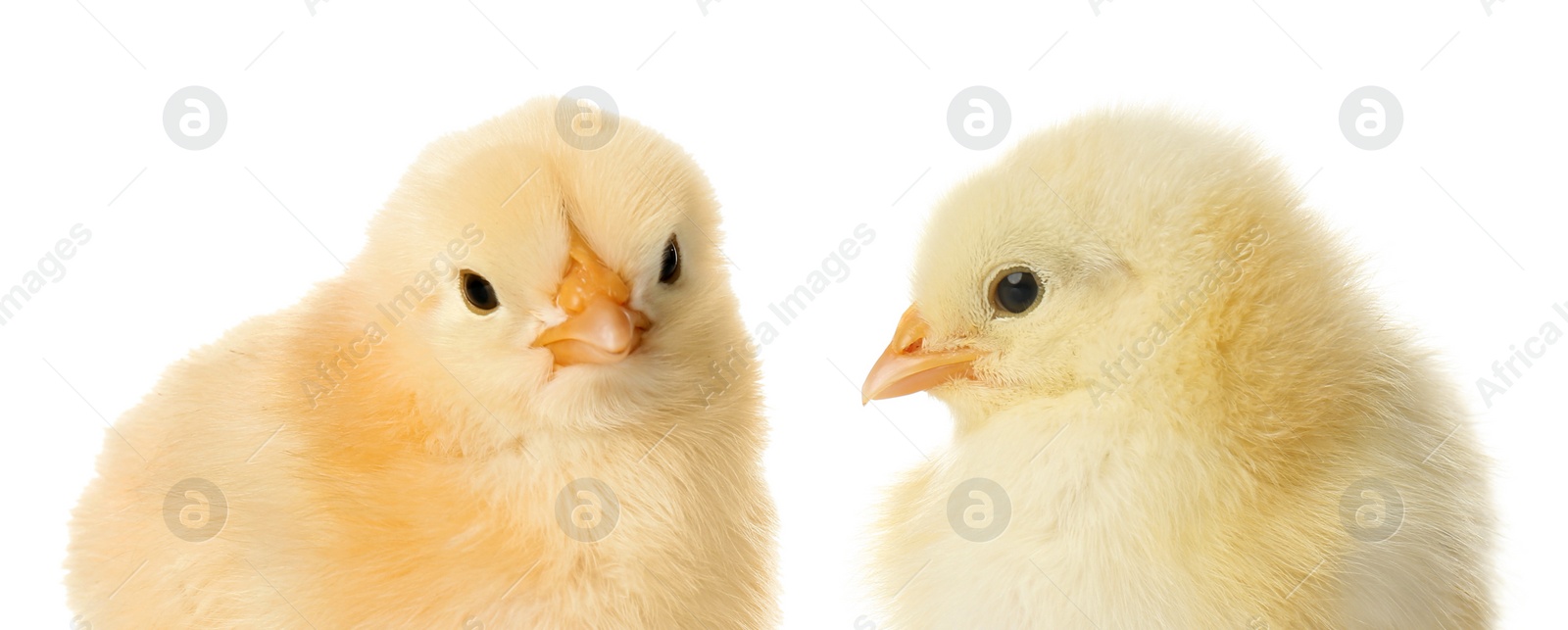 Image of Two cute fluffy chickens on white background. Farm animals