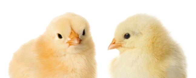 Image of Two cute fluffy chickens on white background. Farm animals