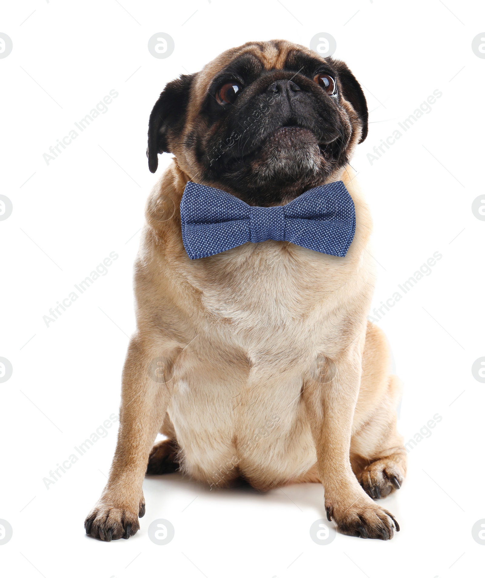 Image of Cute Pug with bow tie on white background