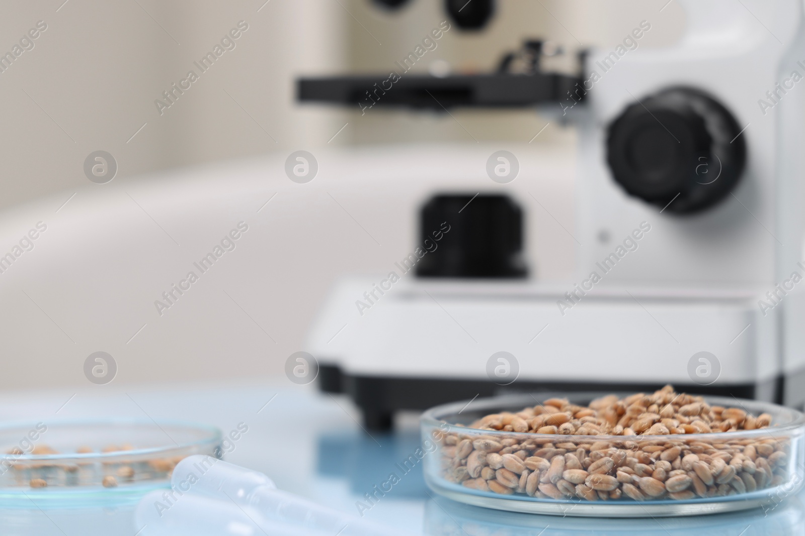 Photo of Food Quality Control. Petri dishes with wheat grains and microscope in laboratory, selective focus