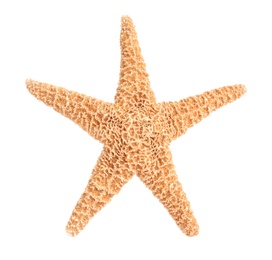 Photo of Beautiful starfish on white background. Beach object