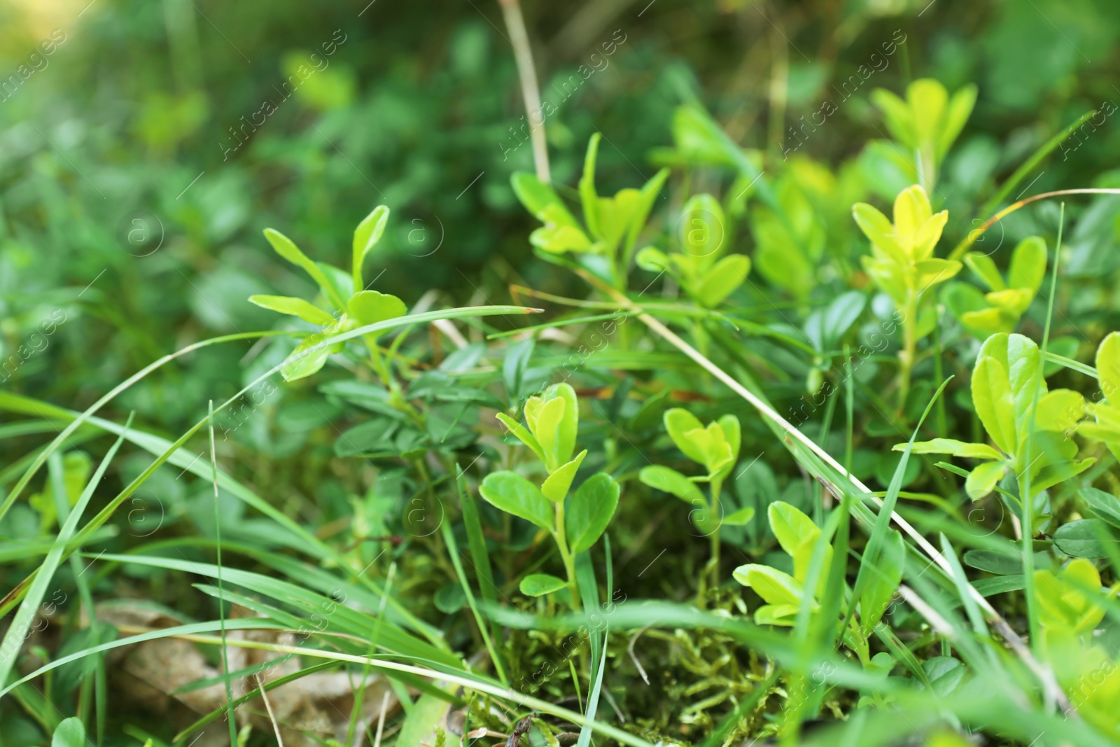 Photo of Green meadow with sprouts on summer day, closeup