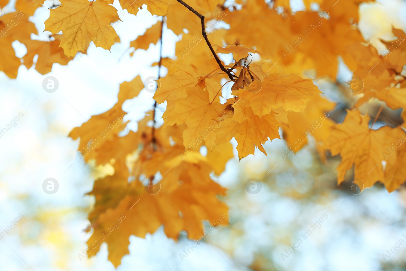 Photo of Golden leaves on blurred background. Autumn day