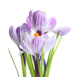 Photo of Beautiful spring crocus flowers on white background