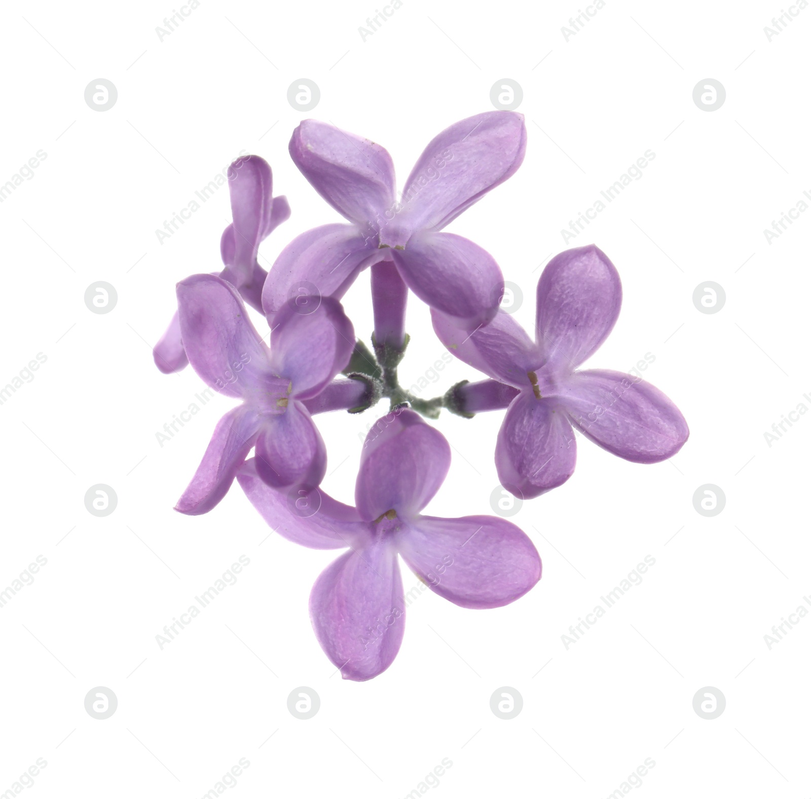 Photo of Beautiful violet lilac blossom isolated on white