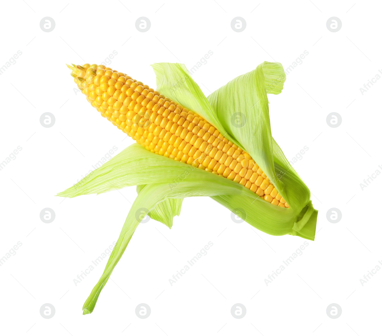 Photo of Ripe raw corn cob with husk isolated on white