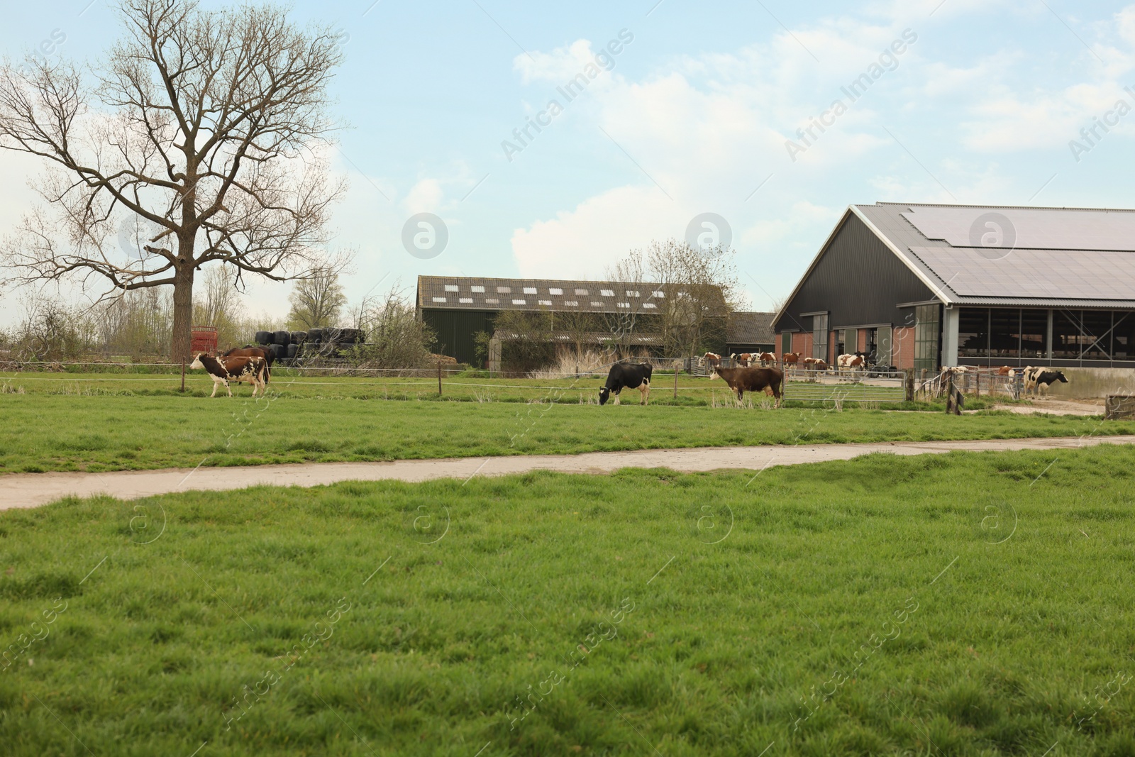 Photo of Herd of cows grazing on pasture. Farm animal