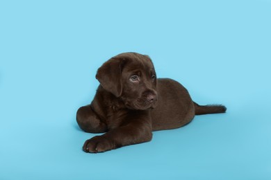 Photo of Cute chocolate Labrador Retriever puppy on light blue background