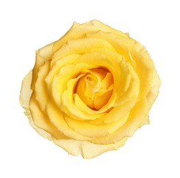 Photo of Beautiful fresh yellow rose isolated on white