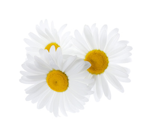 Photo of Beautiful fresh chamomile flowers isolated on white