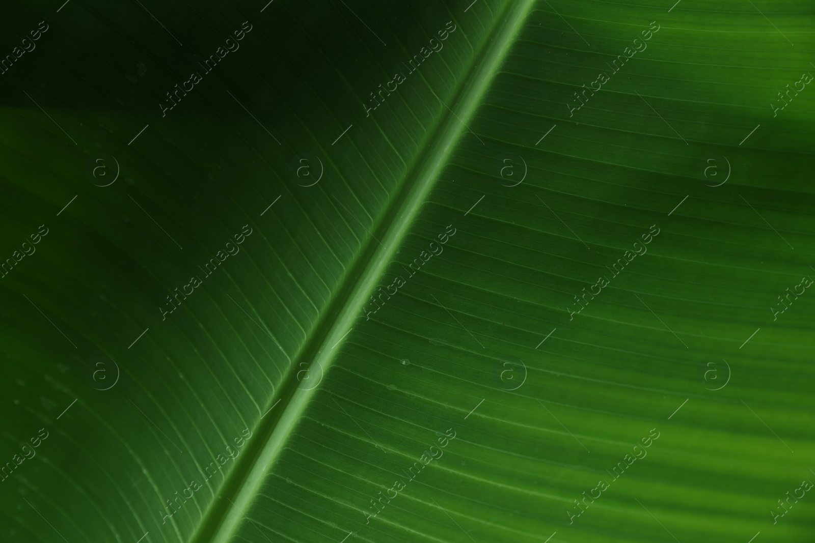 Photo of Closeup view of fresh green banana leaf as background