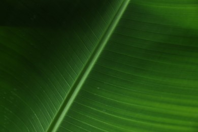 Photo of Closeup view of fresh green banana leaf as background