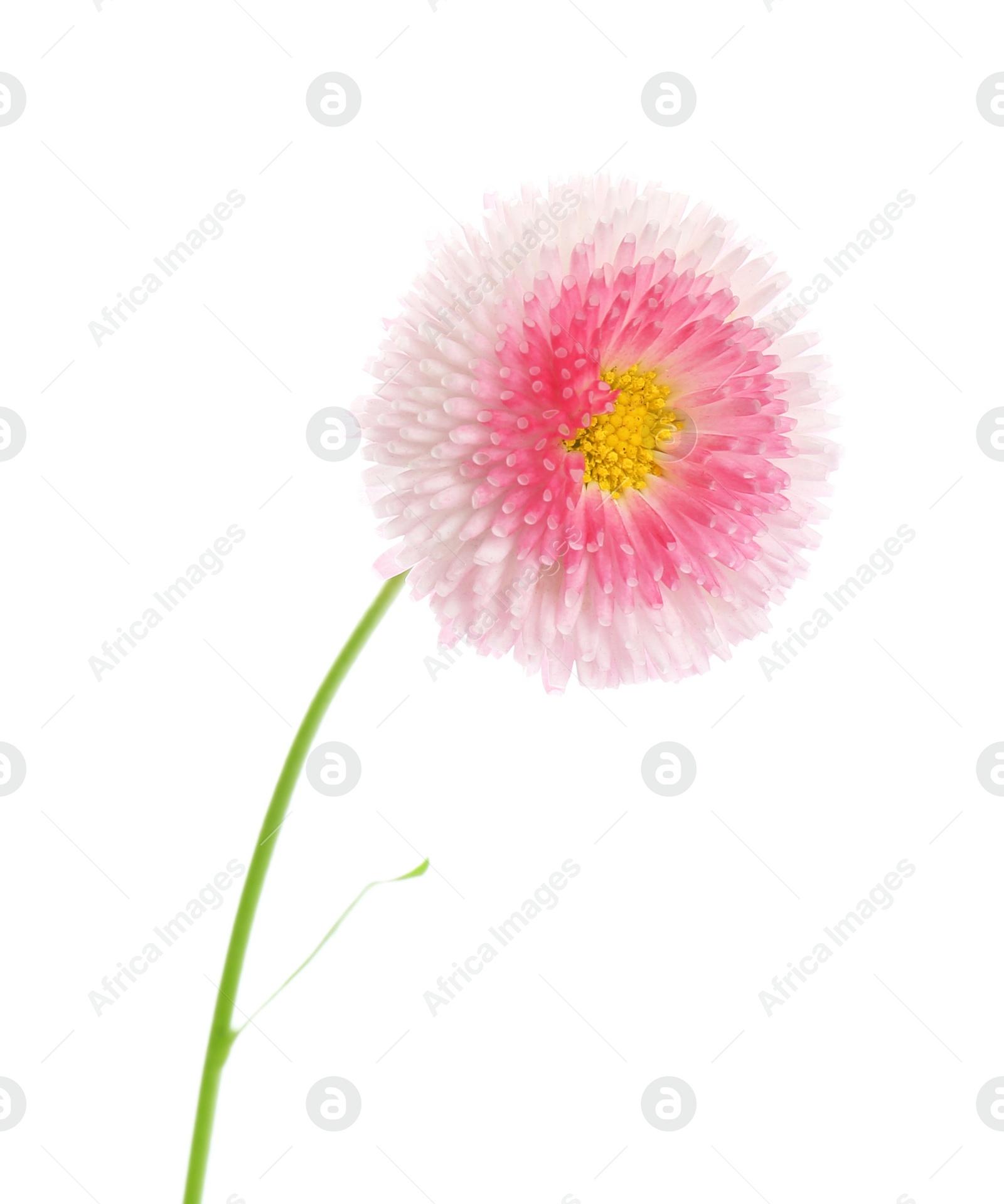 Photo of Beautiful blooming daisy against white background. Spring flower