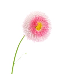 Photo of Beautiful blooming daisy against white background. Spring flower