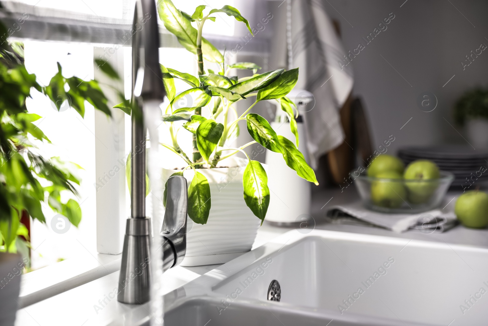 Photo of Beautiful potted plant on window sill in kitchen