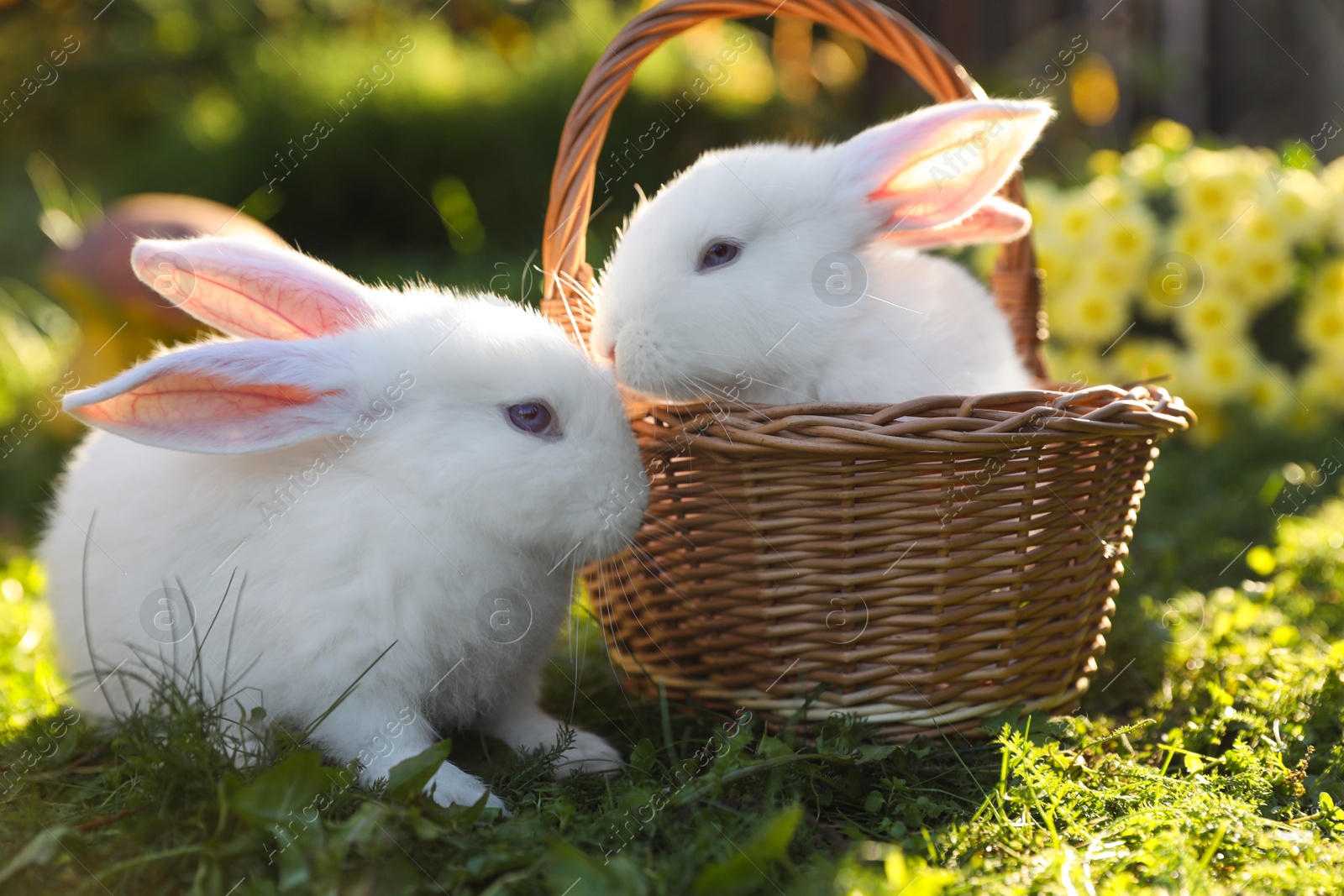 Photo of Cute white rabbits and wicker basket on green grass outdoors