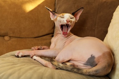 Photo of Adorable Sphynx cat lying on pillow indoors. Cute pet