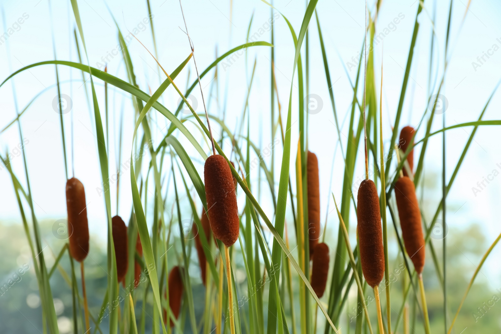 Photo of Beautiful reeds with brown catkins outdoors on sunny day