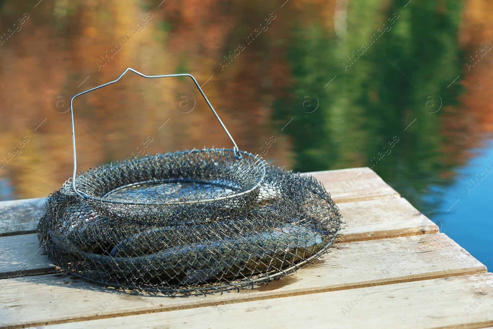 Photo of Fresh catch in fishing net on wooden pier