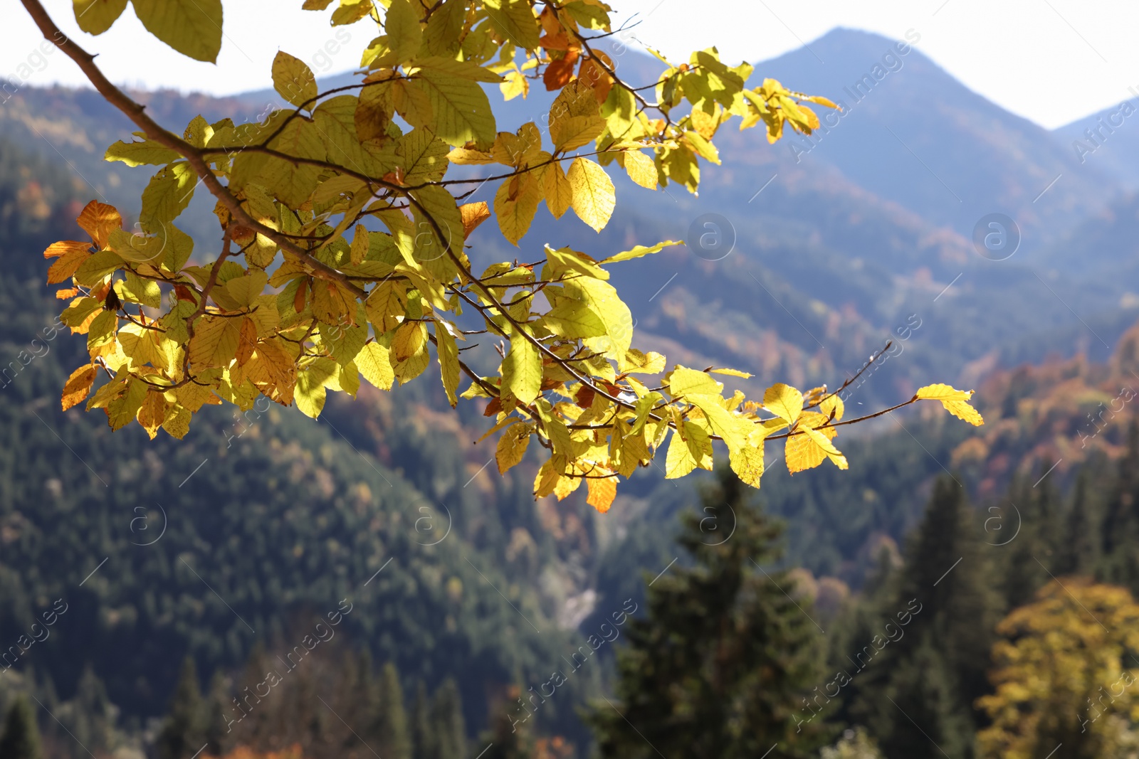 Photo of Tree with beautiful autumn leaves in mountains on sunny day