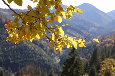 Photo of Tree with beautiful autumn leaves in mountains on sunny day