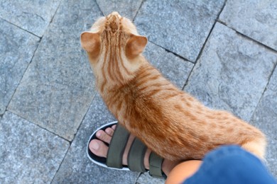 Photo of Cute stray cat rubbing against woman's leg outdoors, top view. Homeless pet